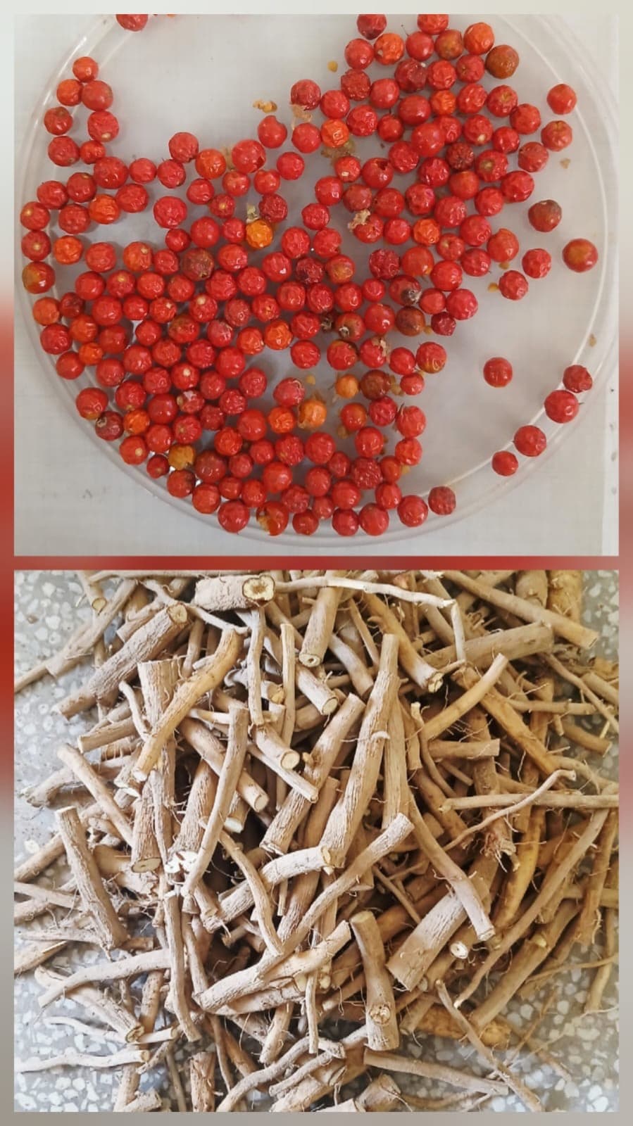 Roots & Seed Material