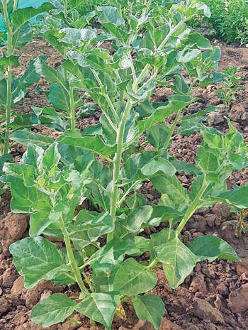 Nagauri Ashwagandha crop field from the article PDF