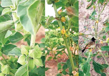 Nagauri Ashwagandha flowering and field detail from the article PDF
