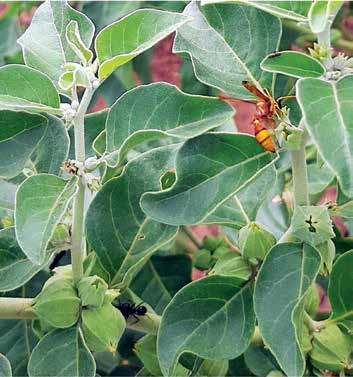 Close-up of Nagauri Ashwagandha plant from the article PDF