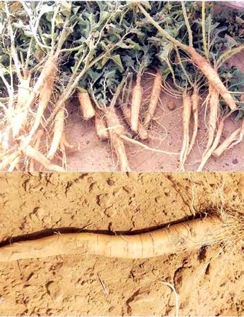 Nagauri Ashwagandha roots from the article PDF
