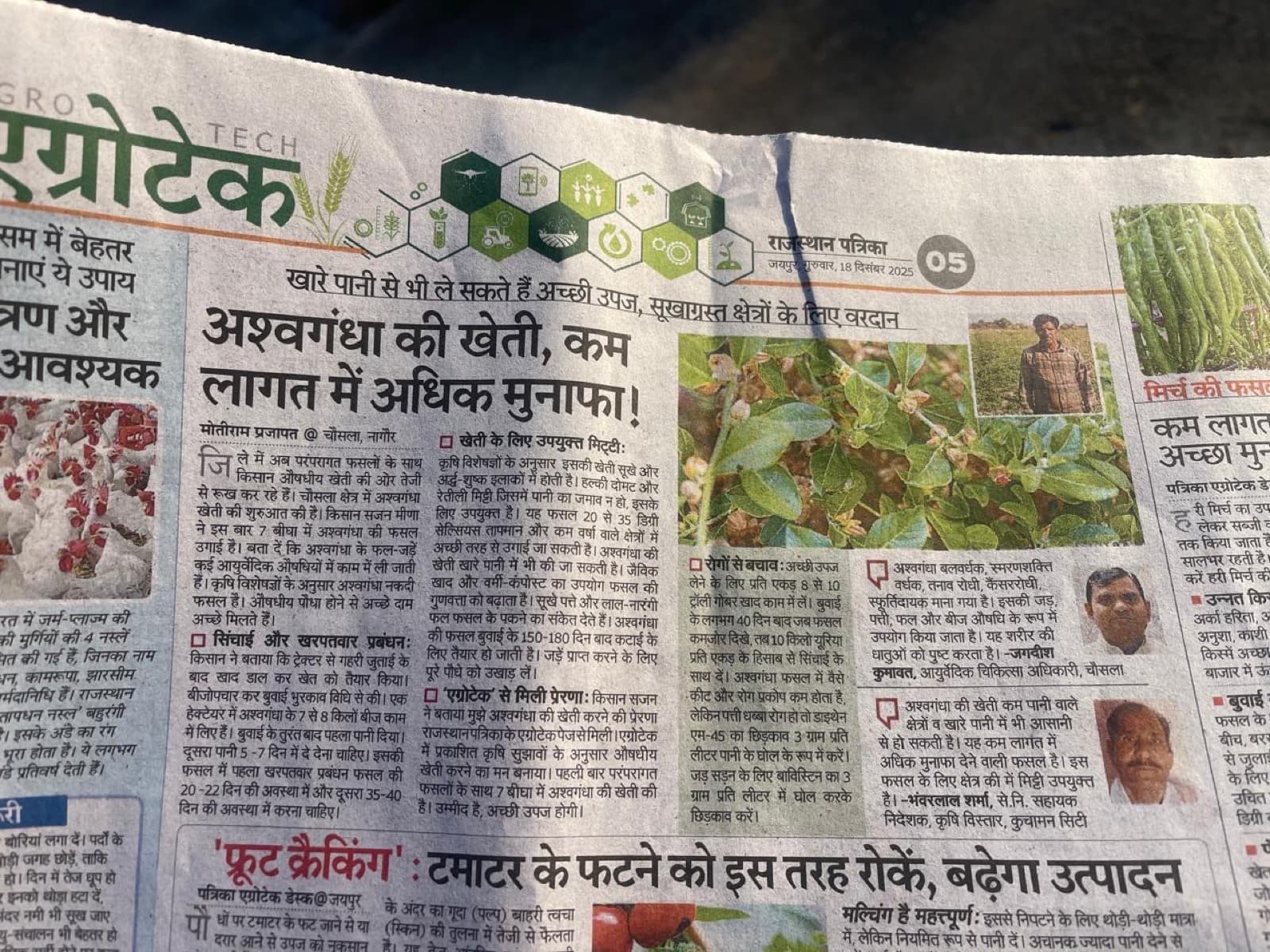 Rajasthan Patrika article about Ashwagandha cultivation in Nagaur